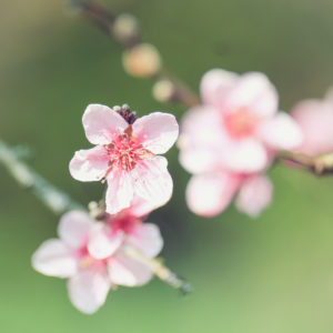 Spring magic, close-up of pink peach blossoms, blurred background Spring magic, close-up of pink peach blossoms, blurred background